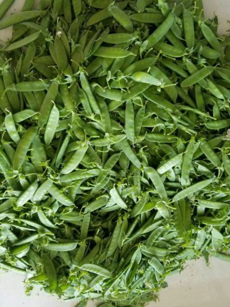 荷兰豆未饱满