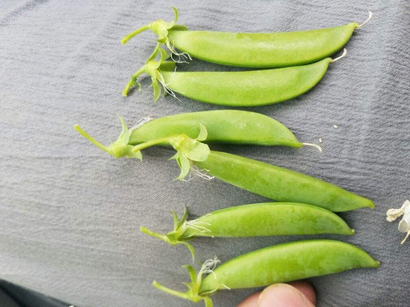 荷兰豆未饱满