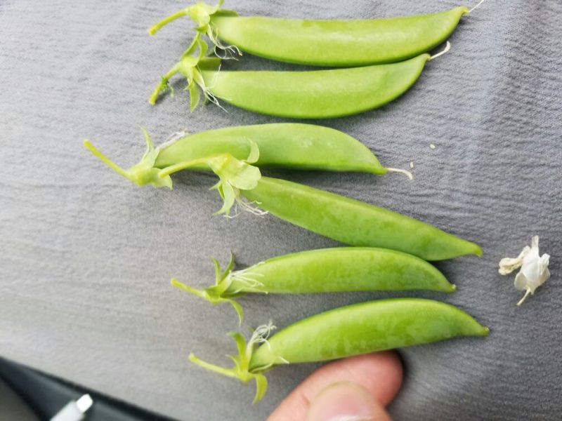 荷兰豆未饱满