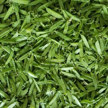 荷兰豆未饱满
