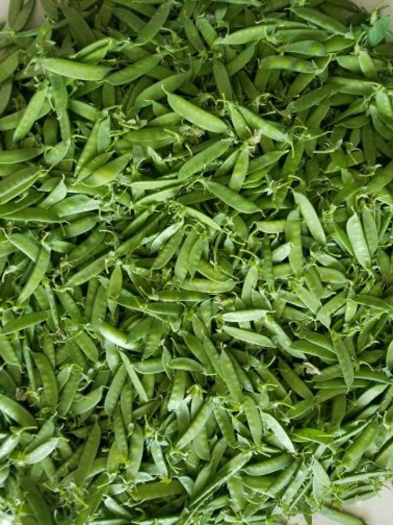 荷兰豆未饱满
