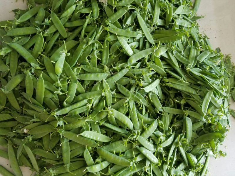 荷兰豆未饱满