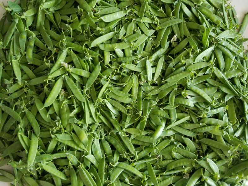 荷兰豆未饱满
