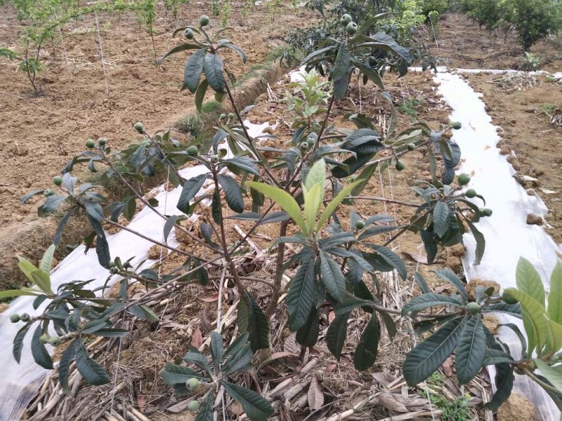 枇杷树苗30~50cm
