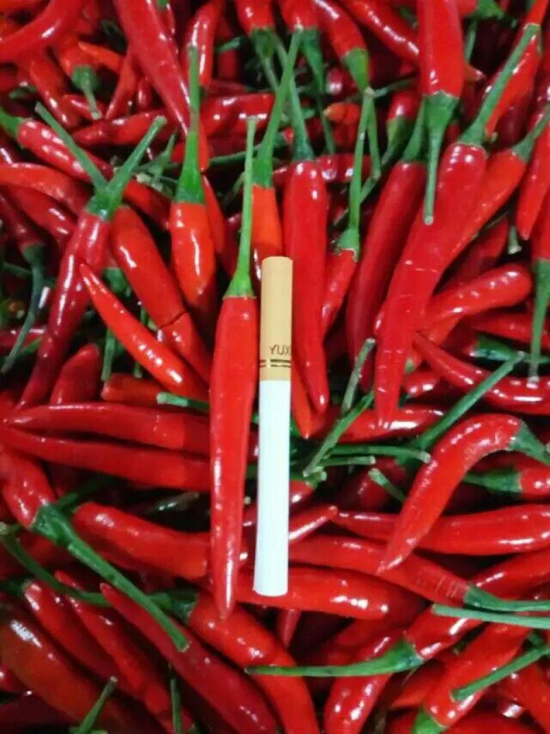朝天椒小米辣5~10厘米特辣红