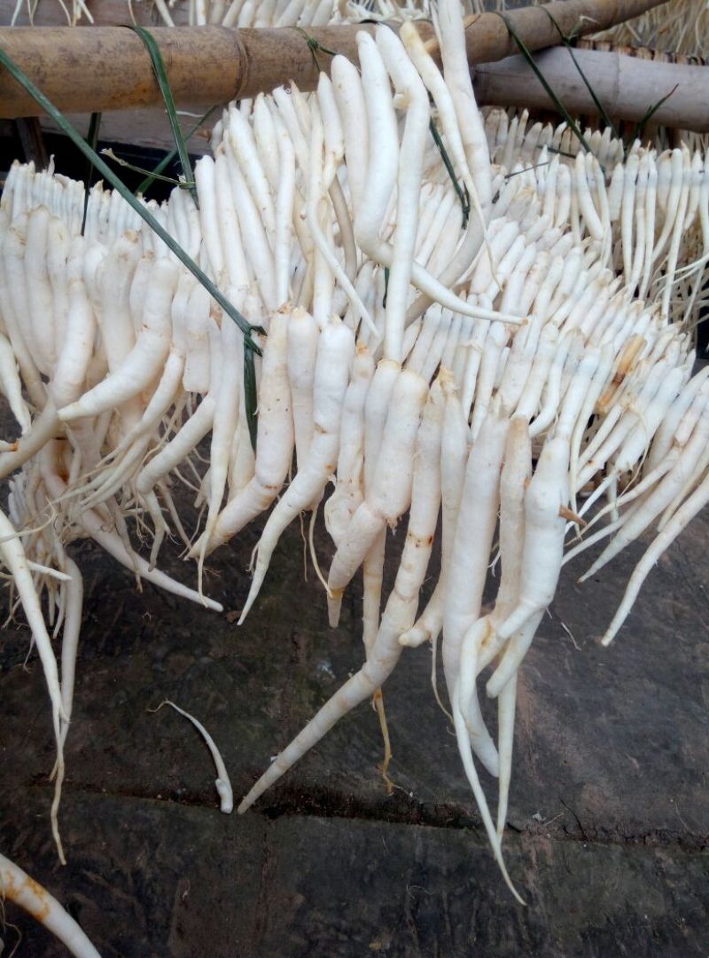 沙参人工栽培刮皮统干