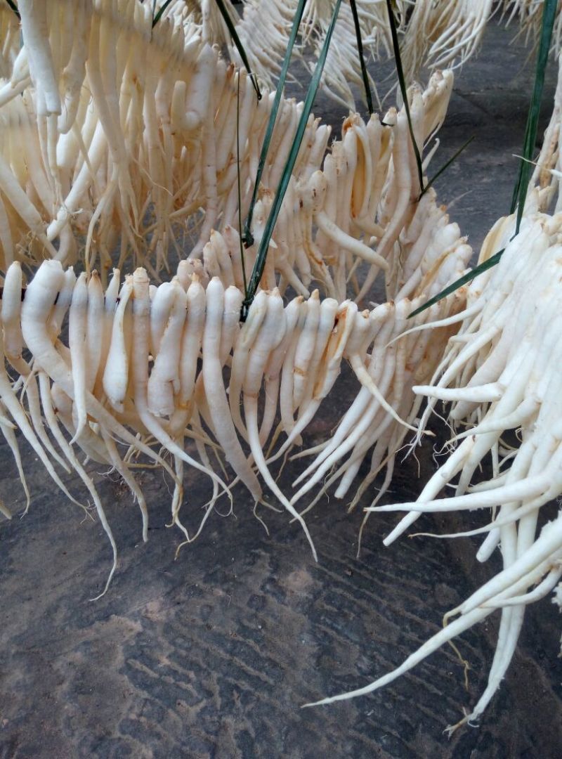 沙参人工栽培刮皮统干