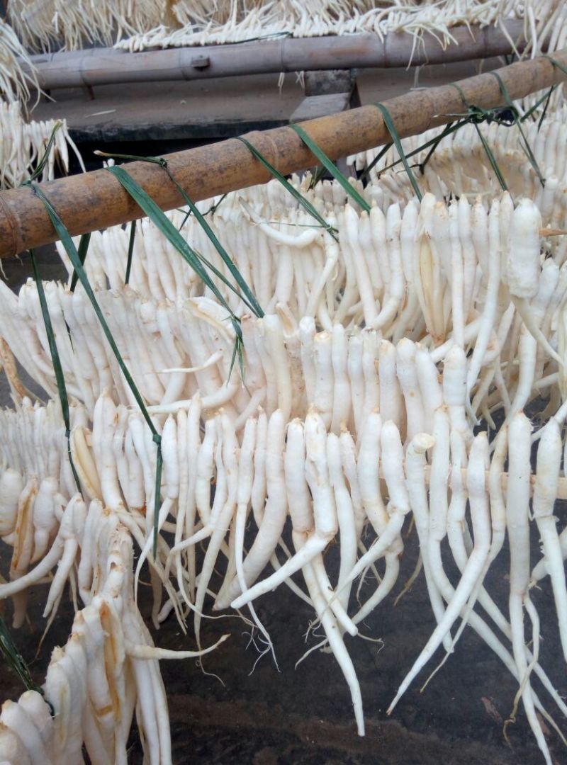 沙参人工栽培刮皮统干