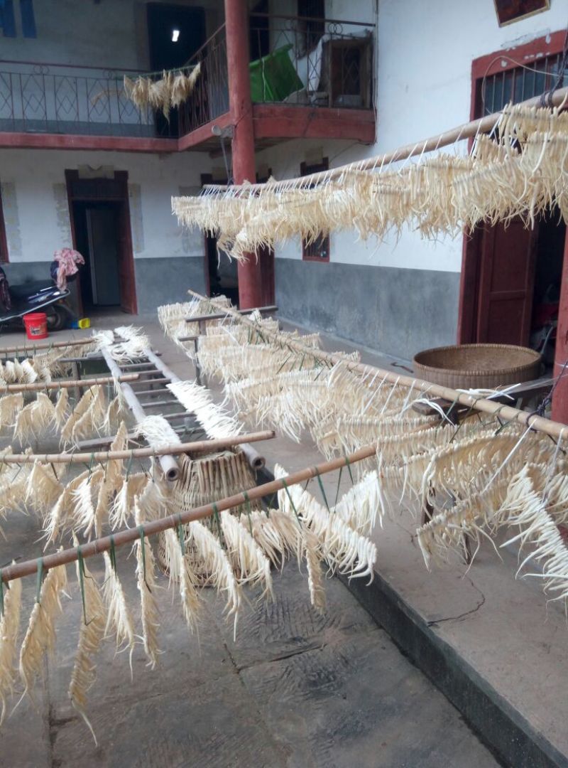 沙参人工栽培刮皮统干