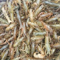克氏原螯虾小龙虾主养种苗1到2钱
