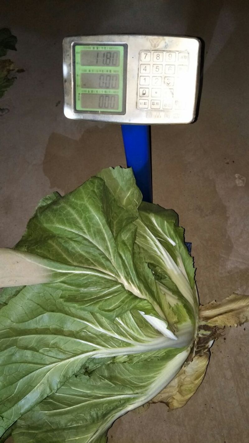 白菜~黄心白菜~纯净菜，全年供应~聊城产地~大量上市