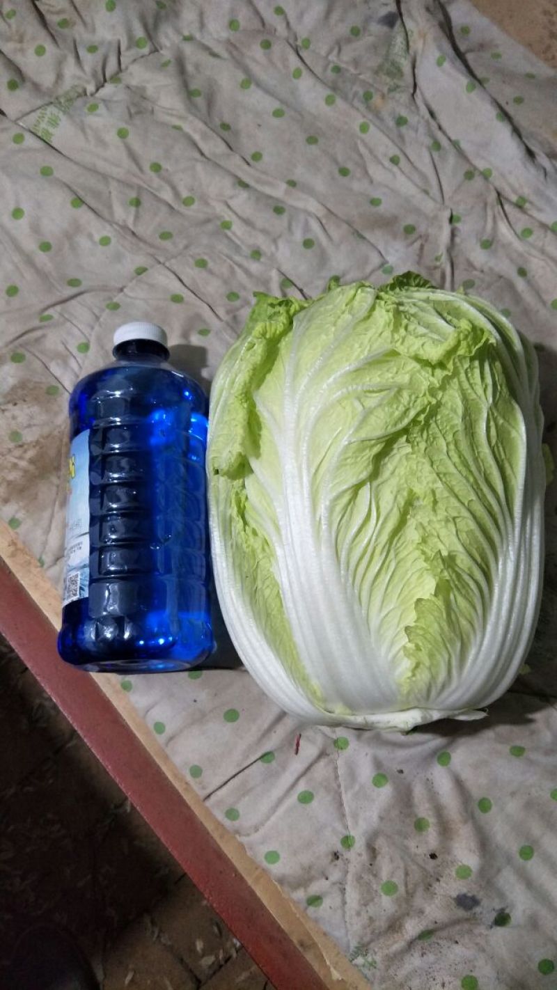 白菜~黄心白菜~纯净菜，全年供应~聊城产地~大量上市
