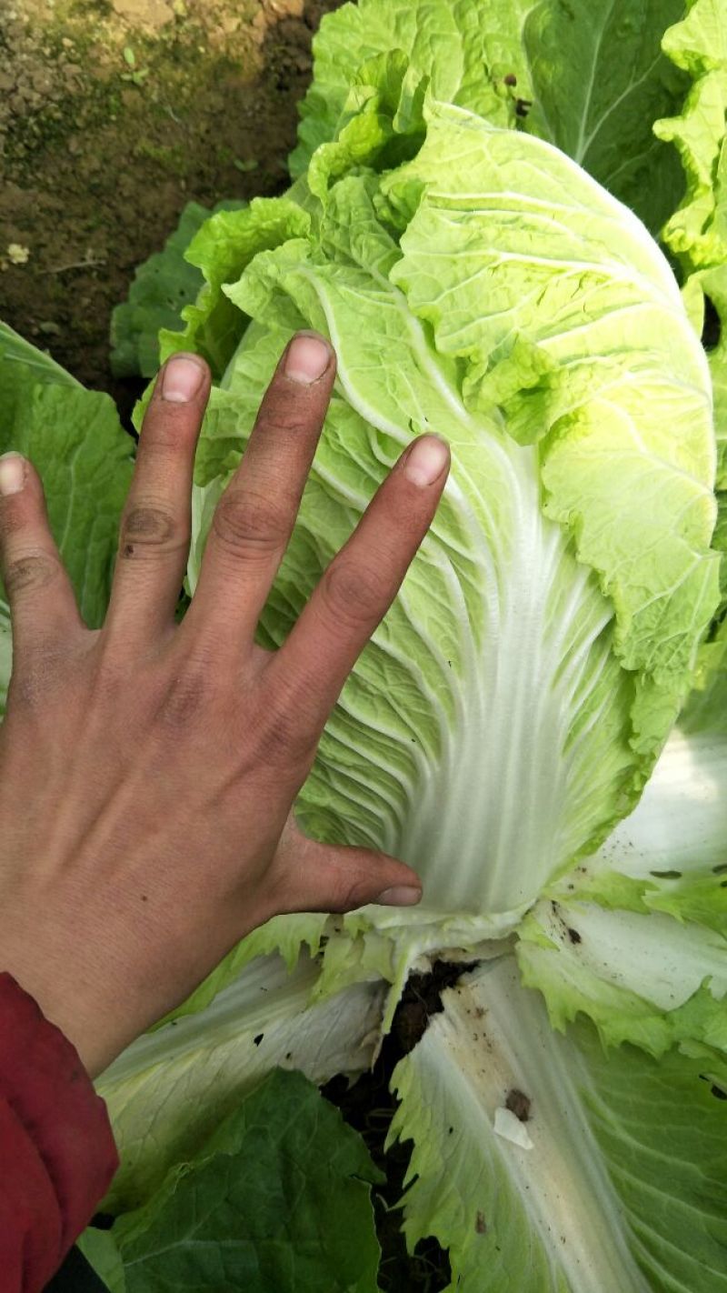 白菜~黄心白菜~纯净菜，全年供应~聊城产地~大量上市
