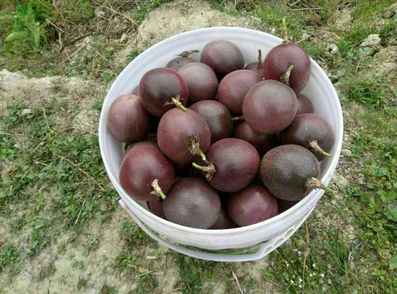 百香果精品特级果