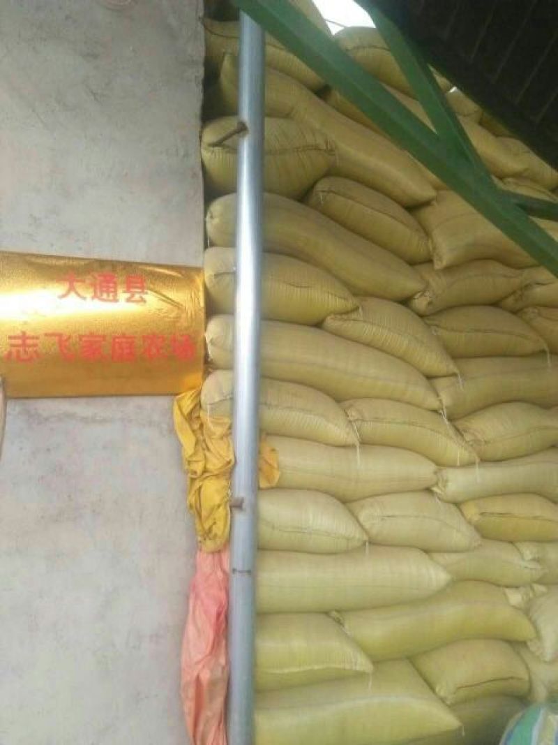 油菜籽1