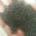 油菜籽1