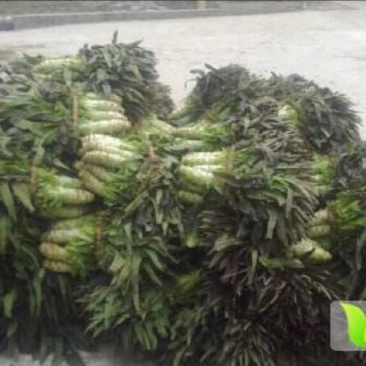 红叶香莴苣