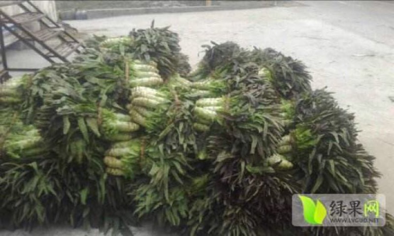 红叶香莴苣