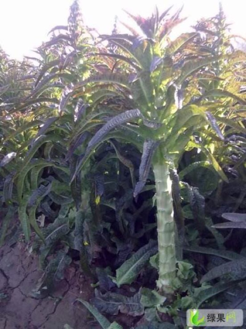 红叶香莴苣