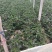 红叶香莴苣