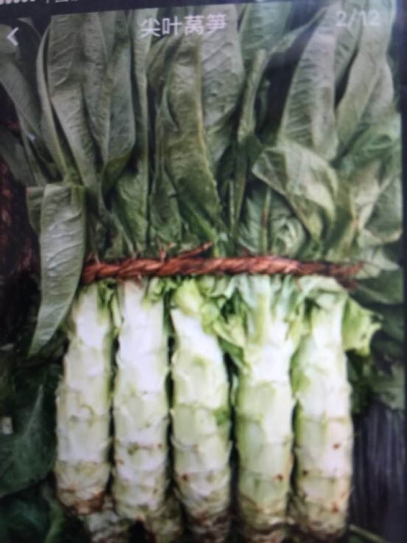 红叶香莴苣