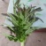 红叶香莴苣