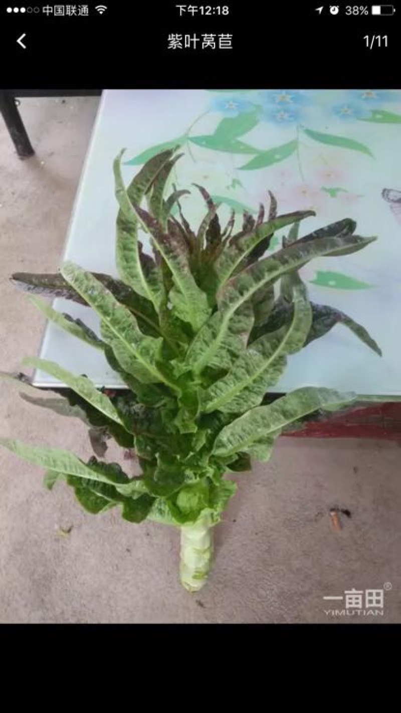 红叶香莴苣