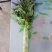 红叶香莴苣