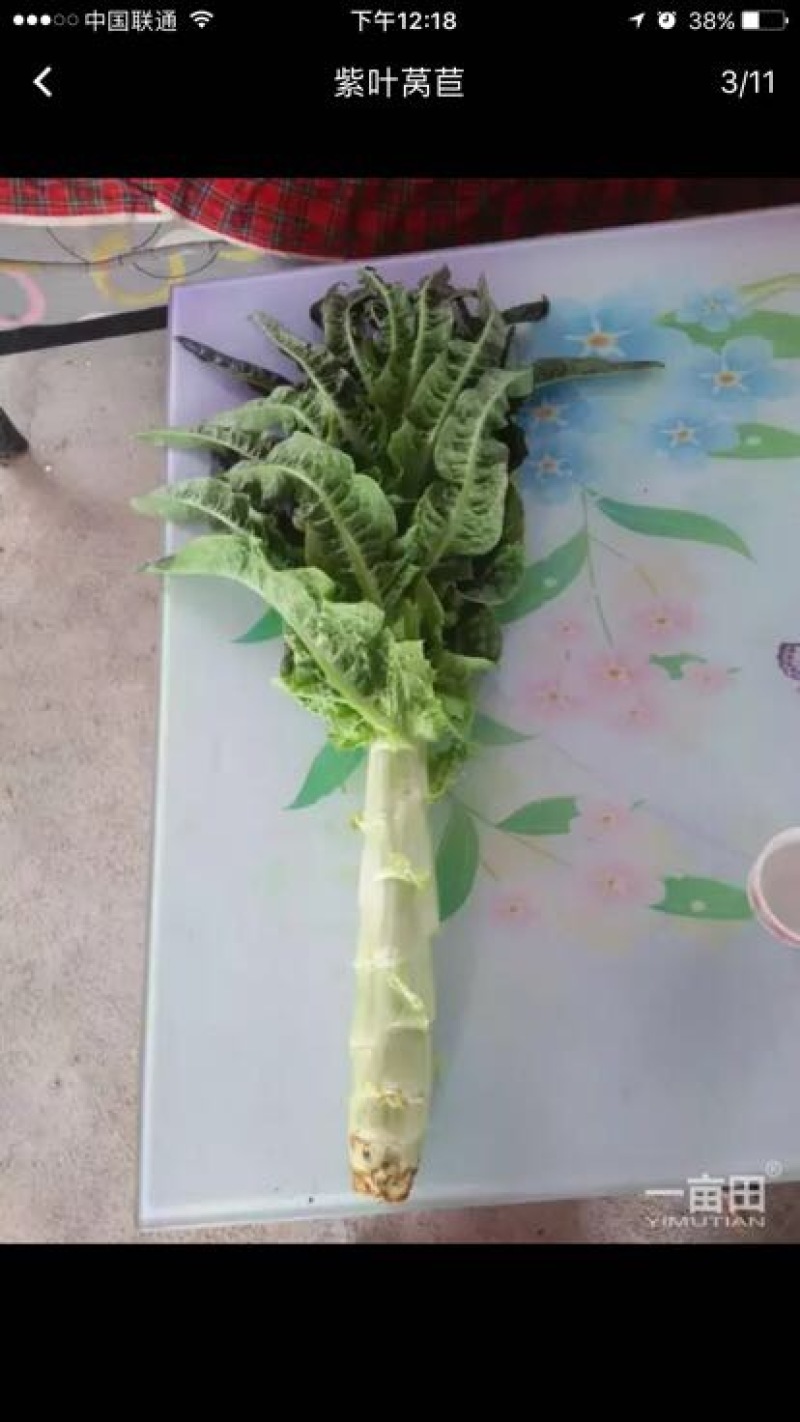 红叶香莴苣