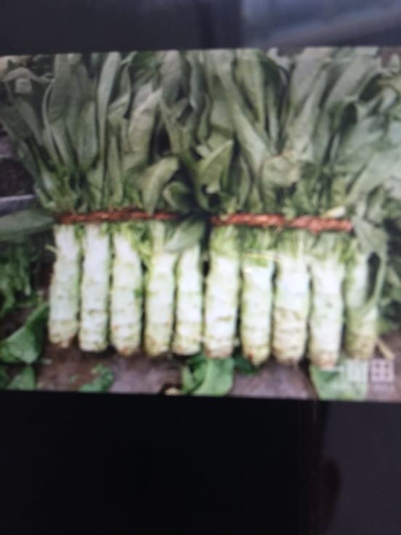 红叶香莴苣