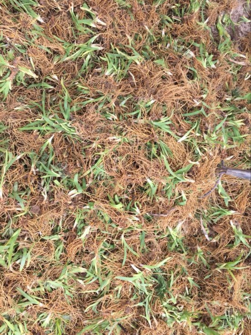 射干苗，射干种苗，黄花射干苗批发