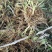 射干苗，射干种苗，黄花射干苗批发