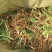 射干苗，射干种苗，黄花射干苗批发