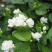 茉莉花苗