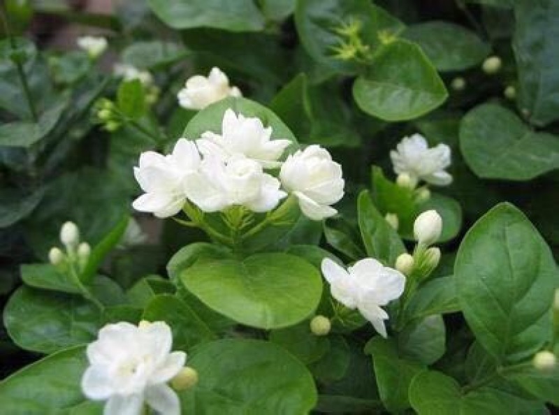 茉莉花苗