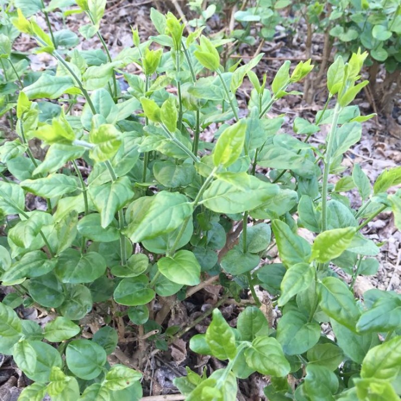 茉莉花苗
