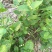 茉莉花苗