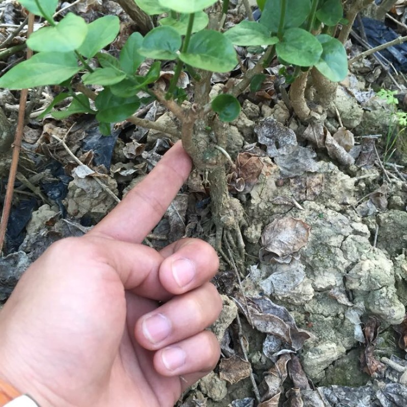 茉莉花苗