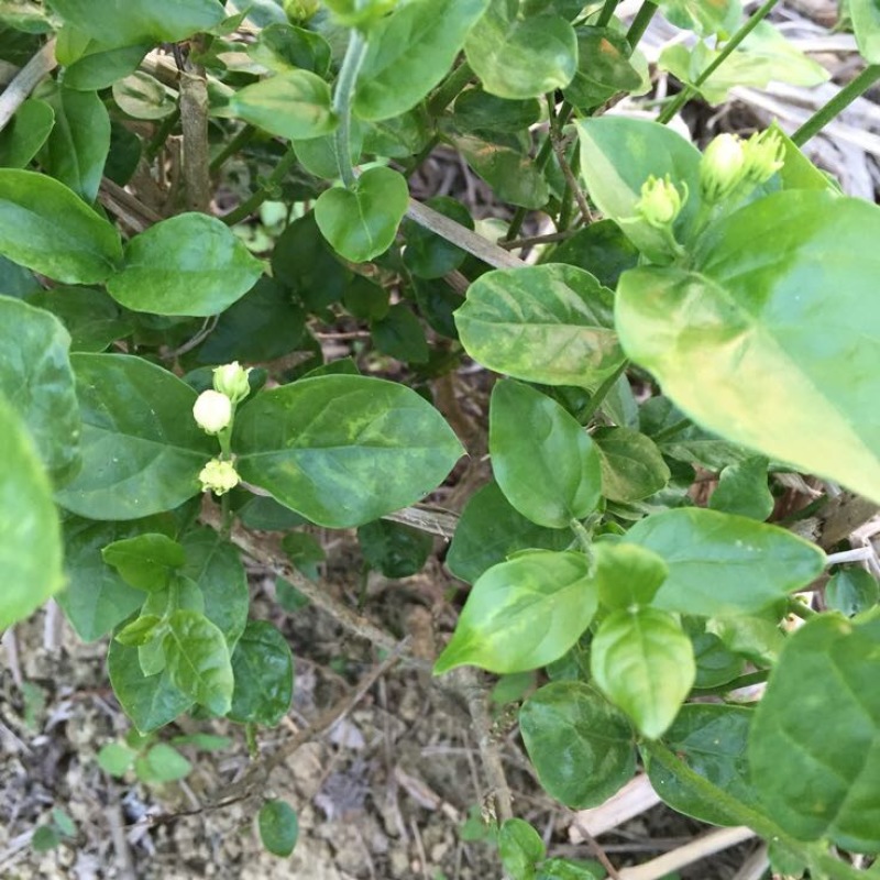茉莉花苗
