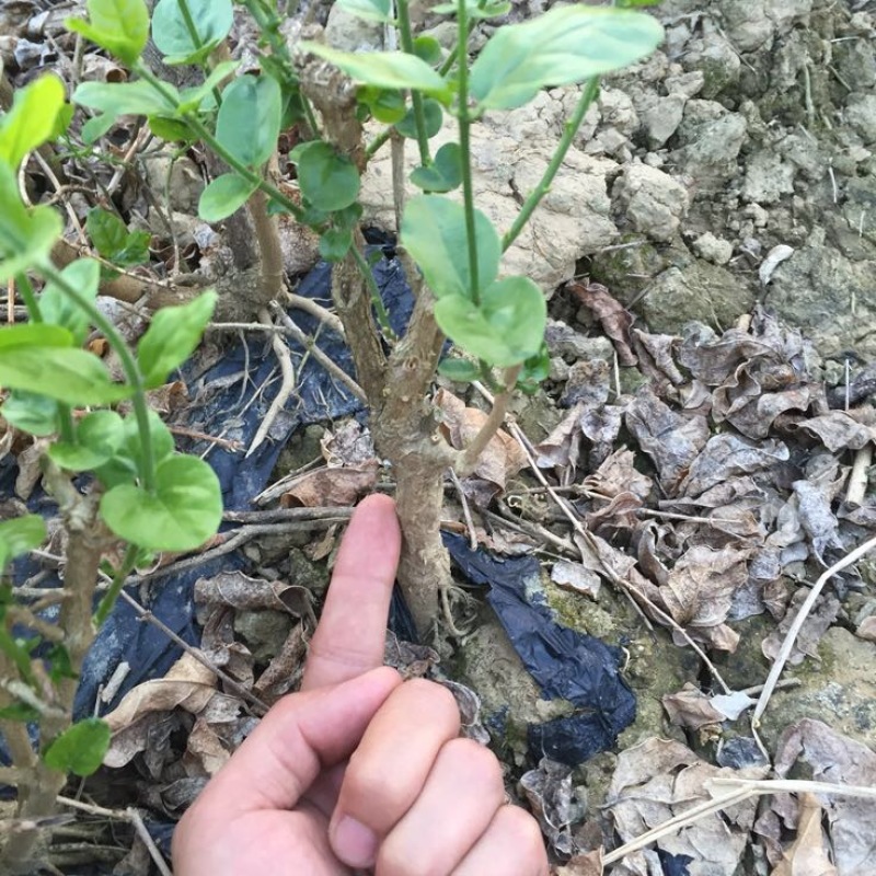茉莉花苗