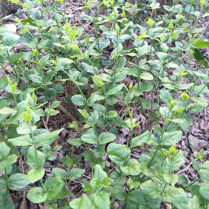 茉莉花苗
