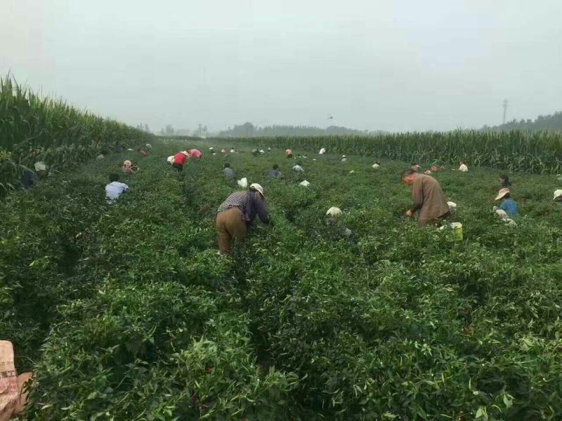 鲜椒酱