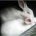 肉兔种兔3~4kg新西兰肉兔适合新手养殖
