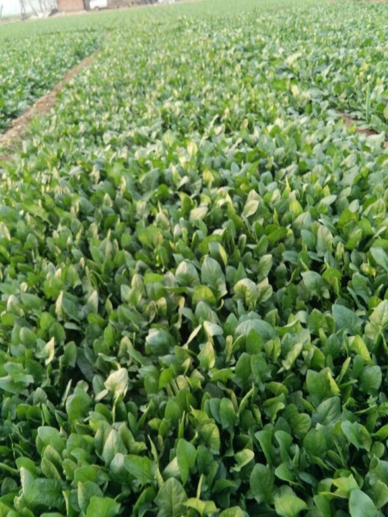 菠菜20~25厘米