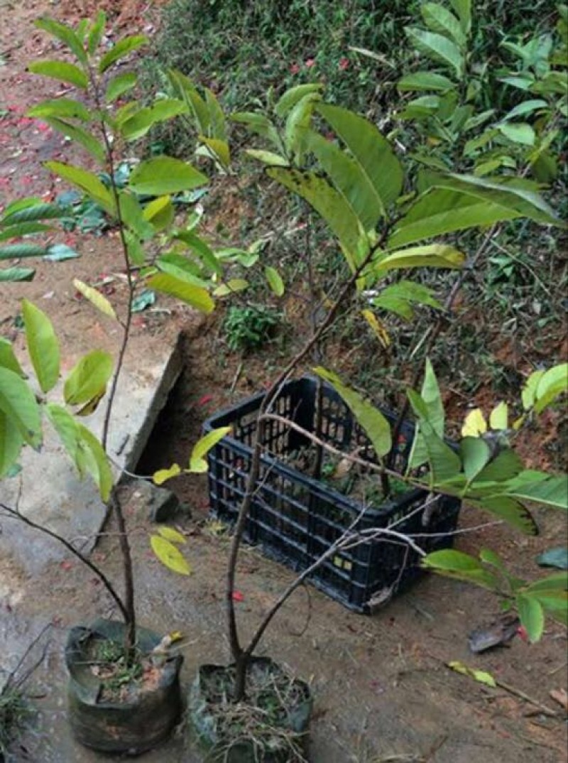 番荔枝苗30~50cm