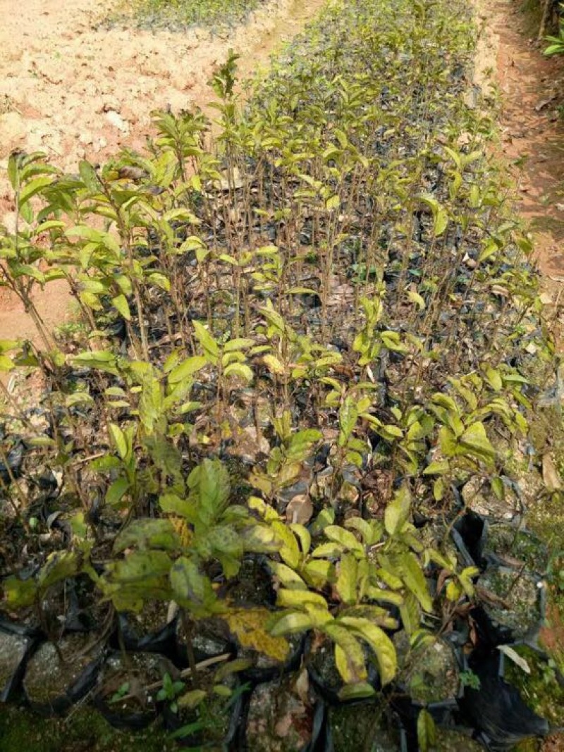 番荔枝苗30~50cm