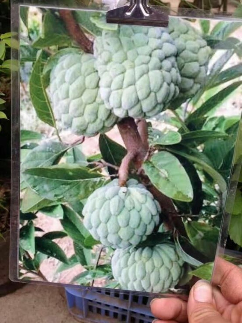 番荔枝苗30~50cm