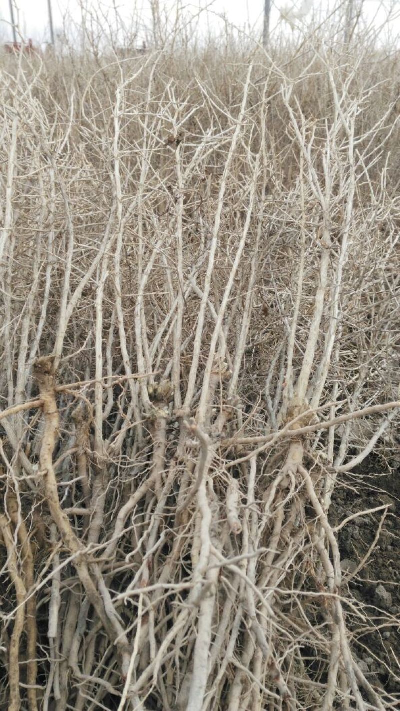 2年野生原种黑枸杞苗，成活率高，包技术