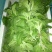 大叶菠菜25~30厘米
