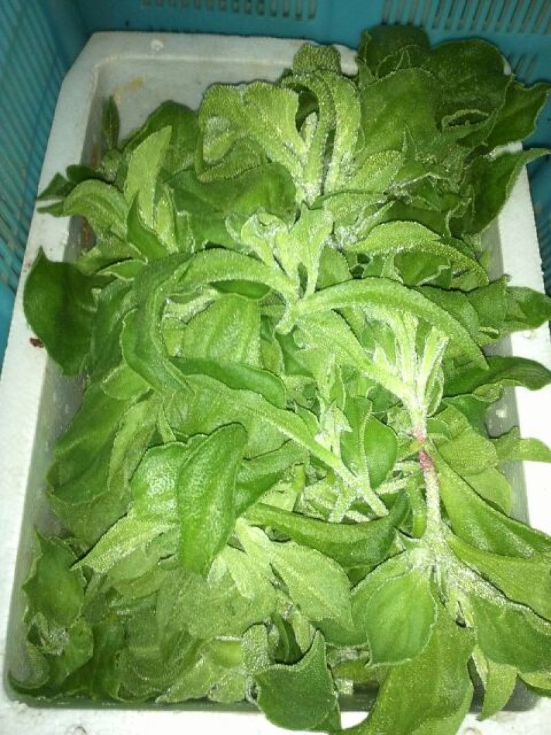 大叶菠菜25~30厘米